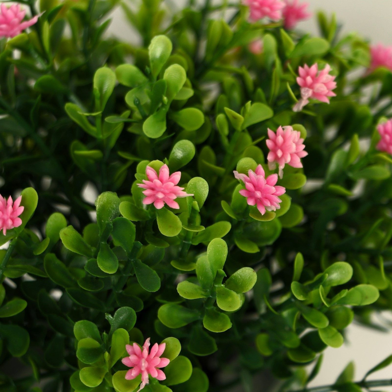 Бонсай в горшке "Цветочная симфония" 8х17 см, микс  9750528