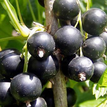 Смородина черная Черный жемчуг  Высота саженца   40-70см  на кусте 2-3 ветки