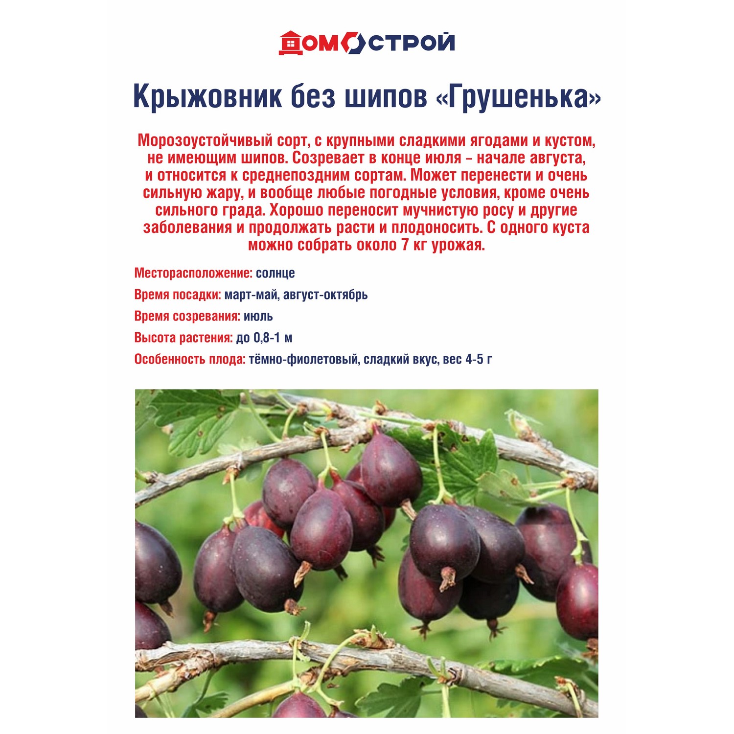 Крыжовник без шипов Грушенька