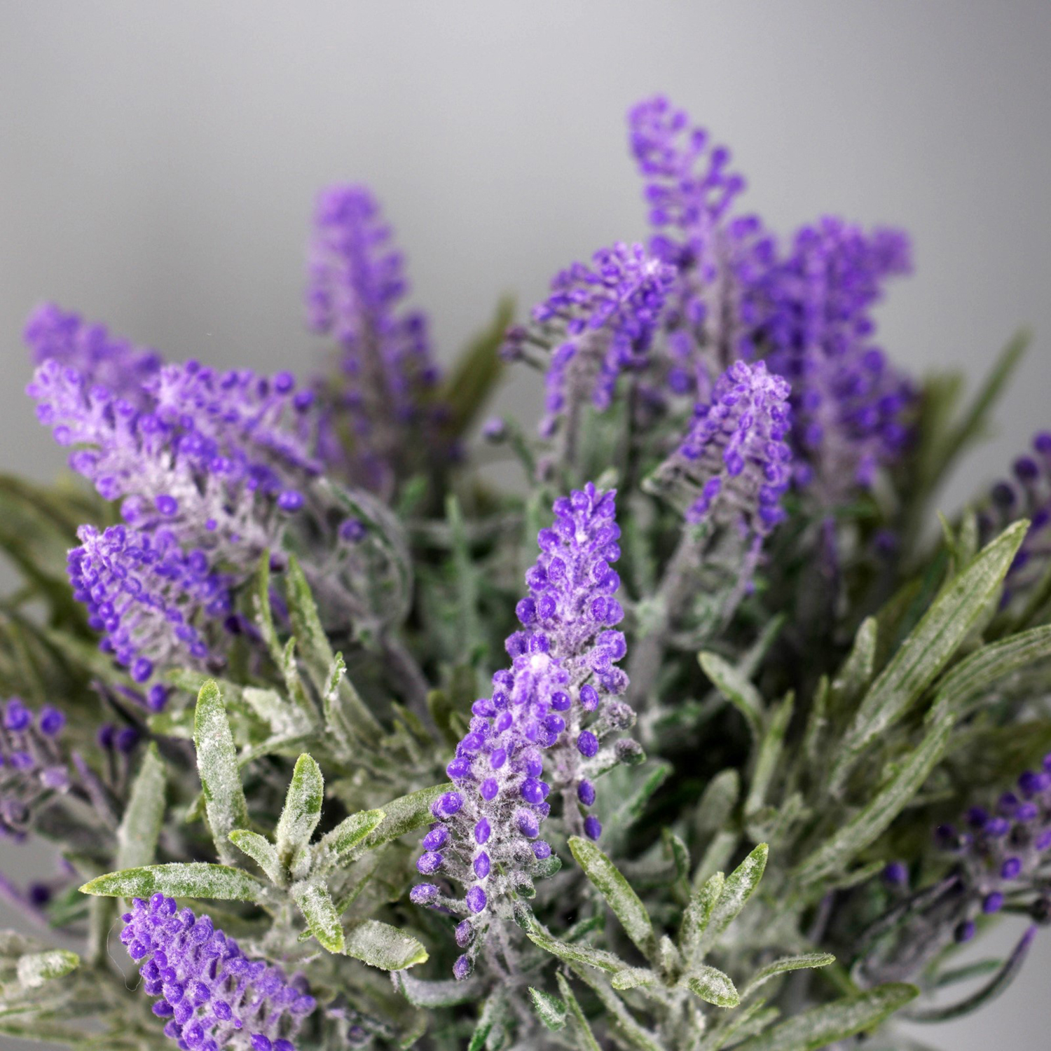 Бонсай "Лаванда экстра галант" 8х18 см, сиреневый  10325057