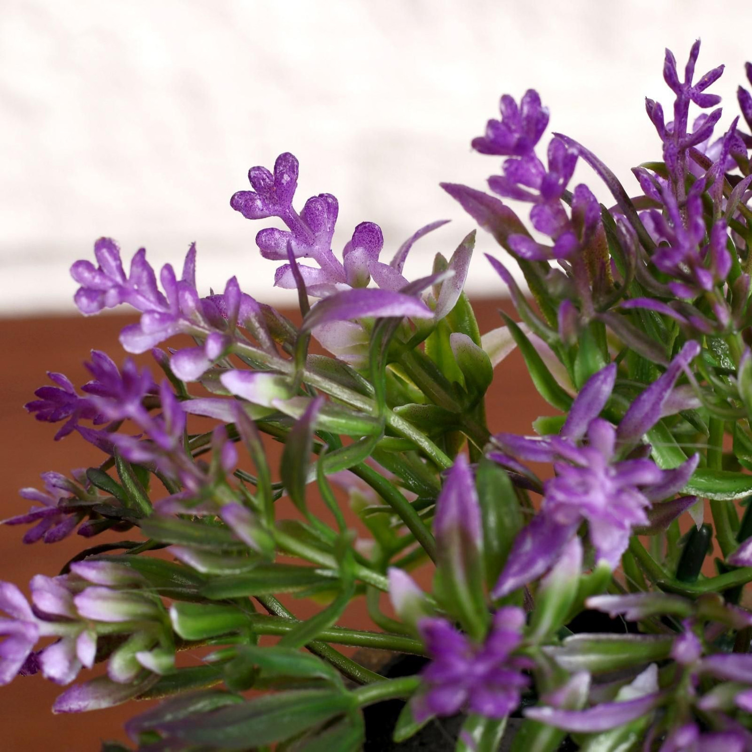 Бонсай "Седум" 6*10 см, микс  4293933