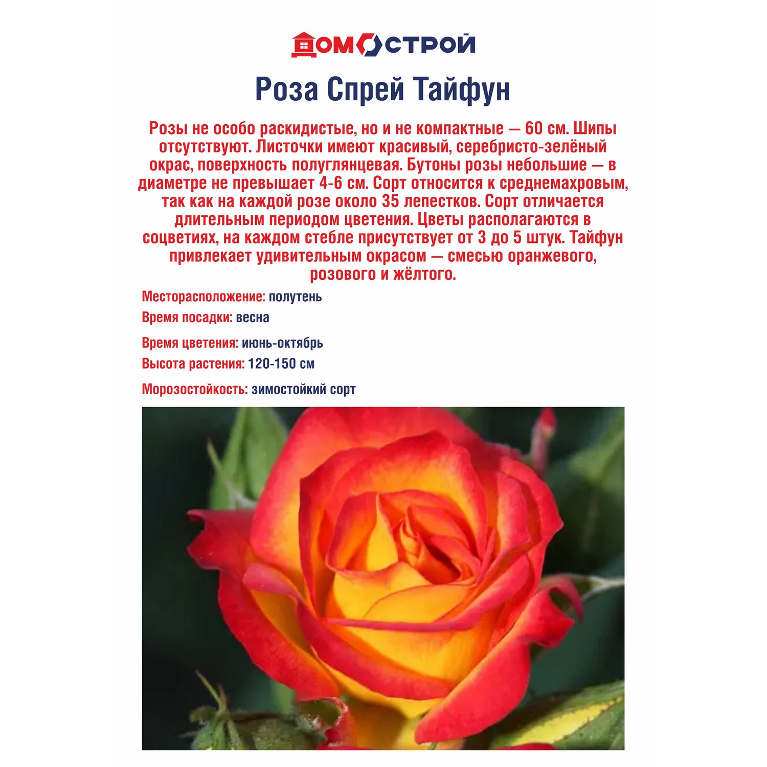 Роза Спрей Тайфун