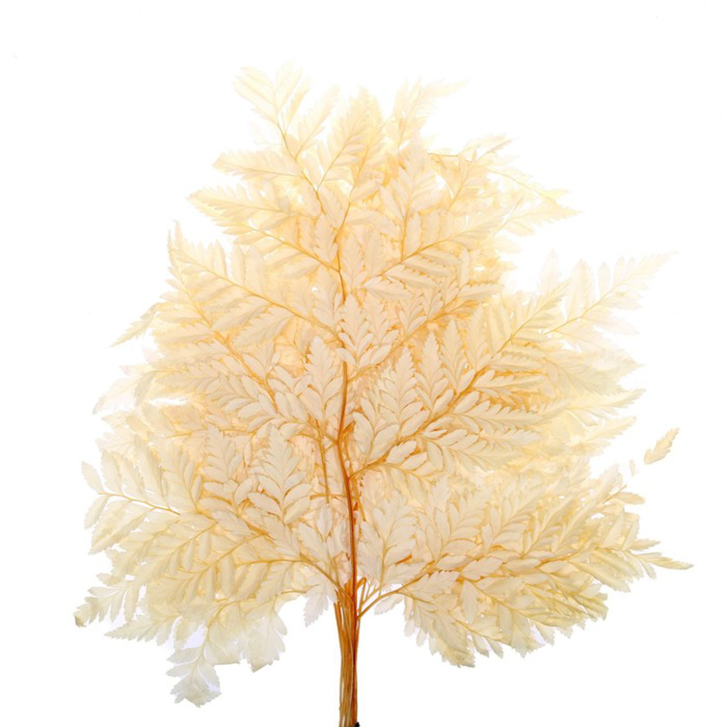 Сухоцвет Папоротник, желтый, 10 шт в упаковке    7749555