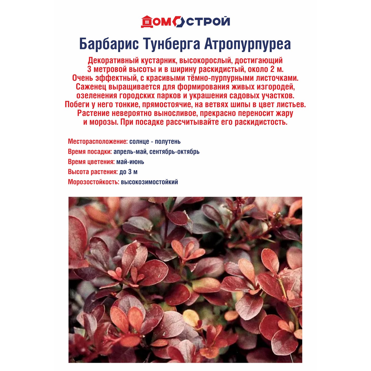 Барбарис Тунберга Атропурпуреа Барбарис Тунберга Атропурпуреа