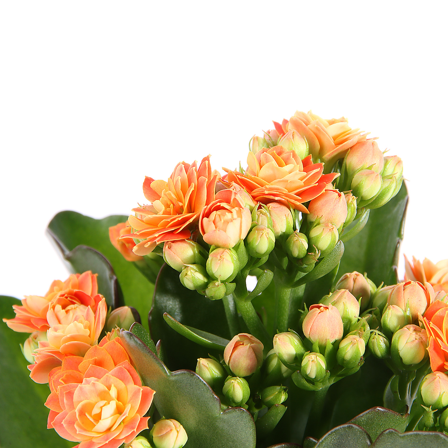 Каланхое микс D7 H15 *1/16