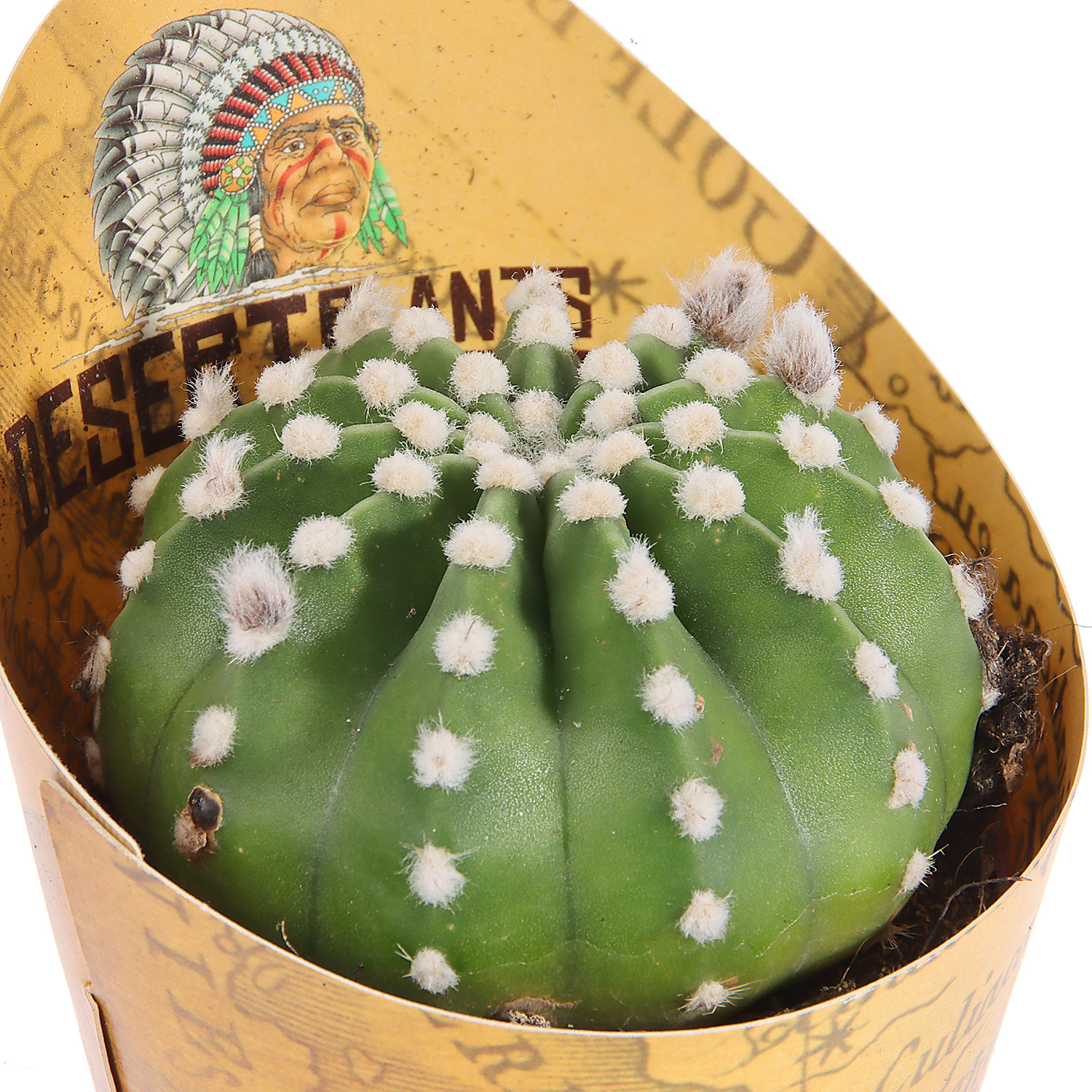 Кактус микс D9 H10* 1/18