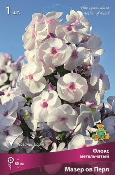 Флокс метельчатый Мазер ов Перл/К