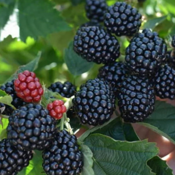 Ежевика Полар