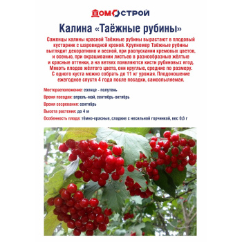 Калина Таежные рубины