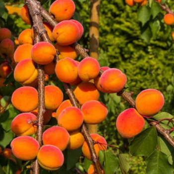 Абрикос Чемпион Севера