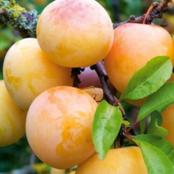 Слива Белоснежка