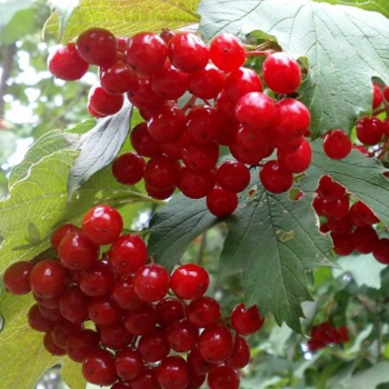 Калина Таежные рубины