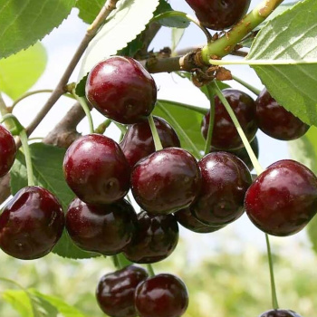 Черевишня Кормилица