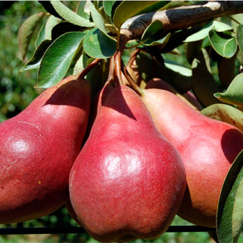 Груша колоновидная Кармен