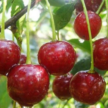 Вишня Багряная